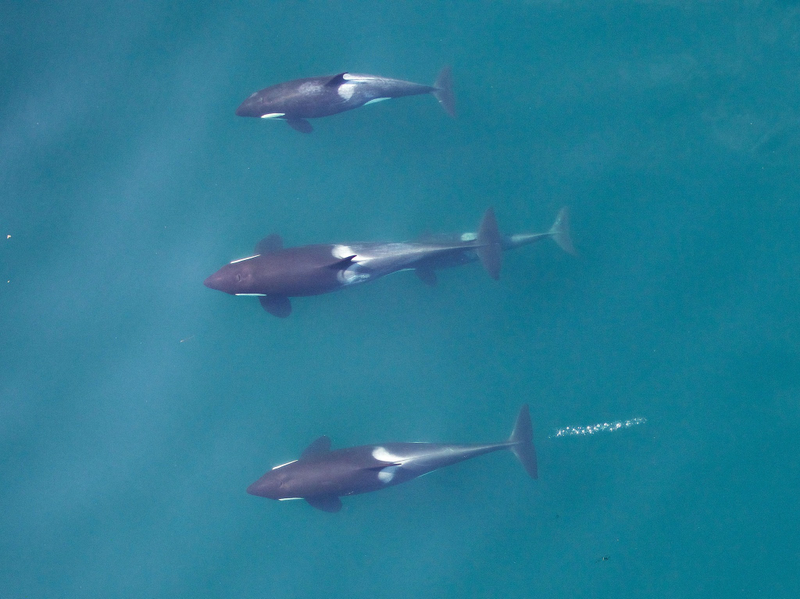 Illustration for article titled Drone Captures First-Ever Aerial Photos Of Nursing Orca Calf